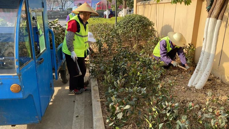 绿植租赁常见植物种类及选择要点