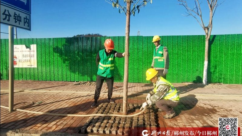 上海草坪养护：揭秘与普通绿化的差异