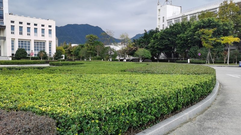 夏季新铺草坪，浇水不当等于白铺