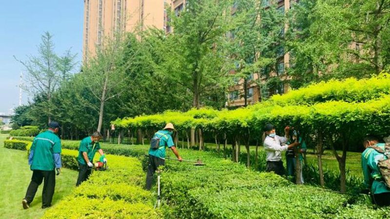 市政绿化苗木公司排名背后的考量因素**